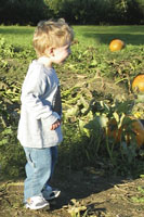Which Pumpkin Should I Pick?